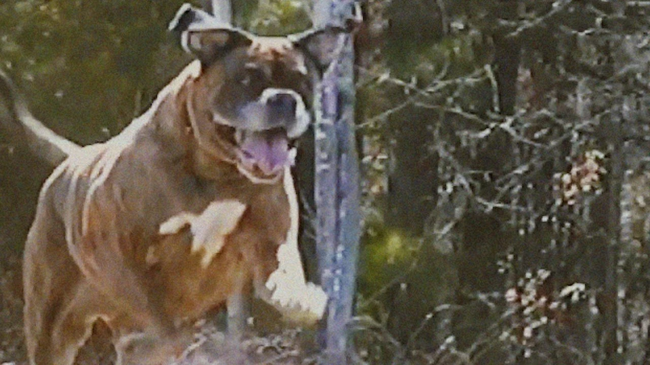 Bonkey: The Mutated countdown - Film