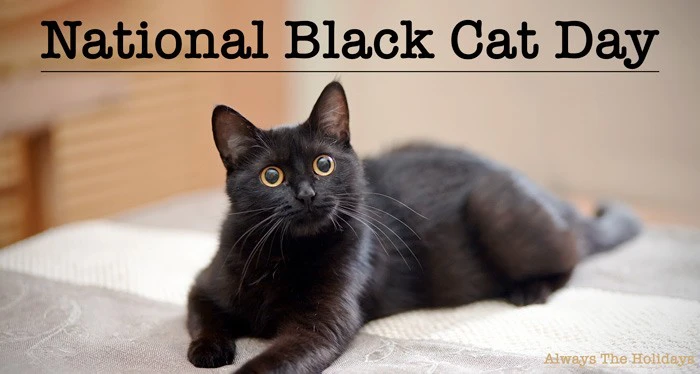 National Black Cat Day countdown - Other