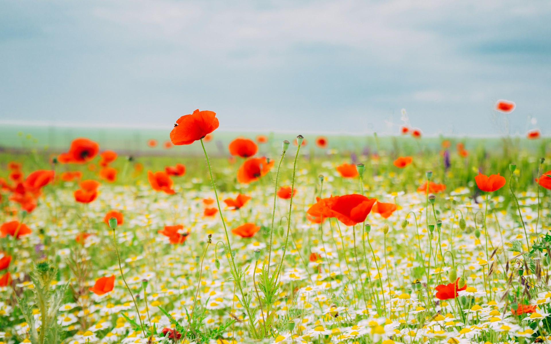 Remembrance Day countdown - UK