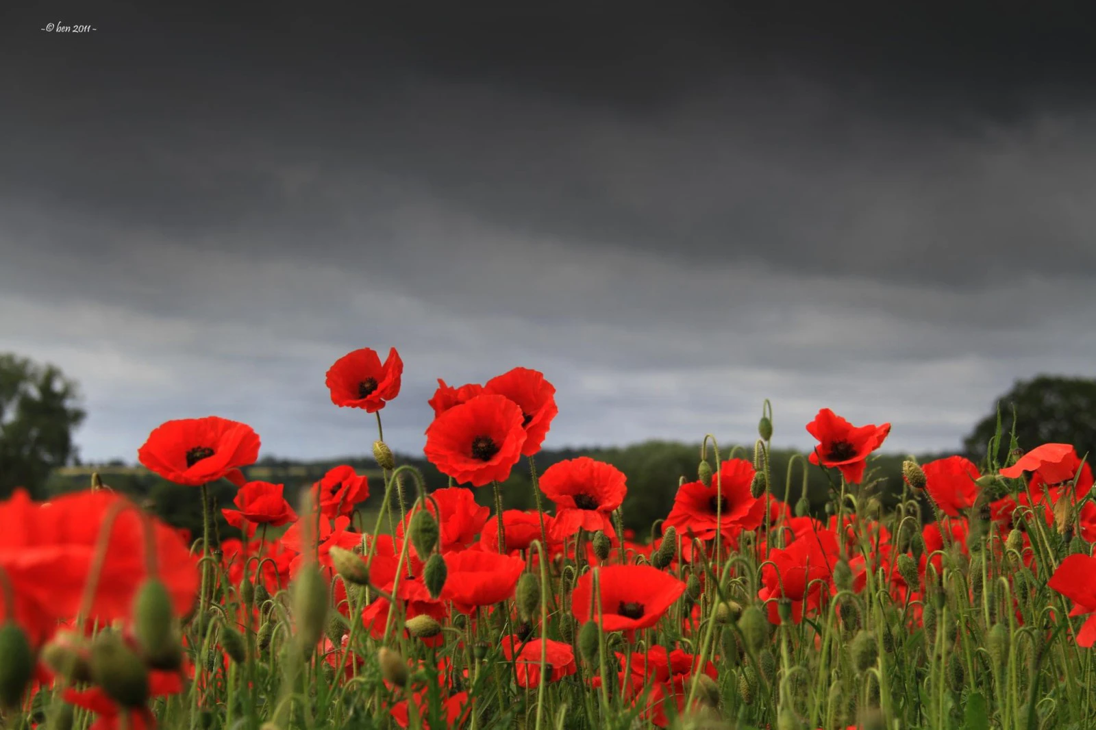 Remembrance Sunday countdown - Event