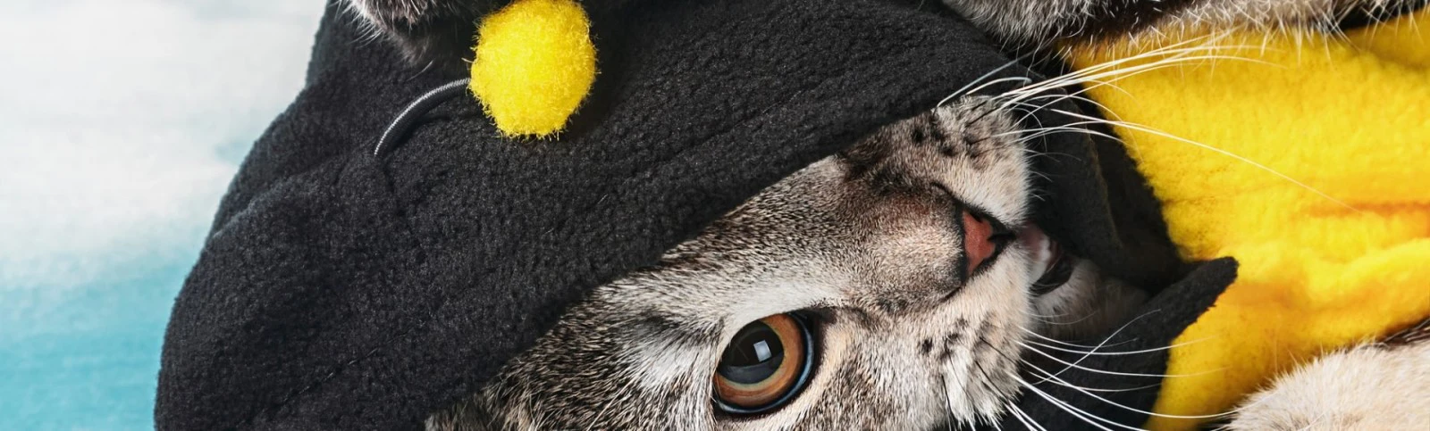 Dress Up Your Pet Day countdown - Event